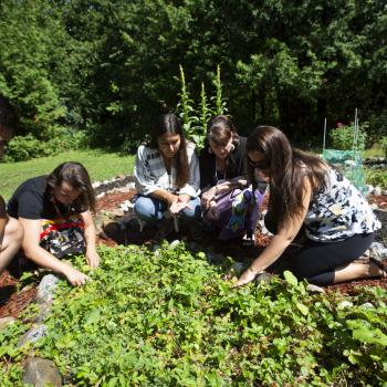 Students looking at plants in the medicine garden