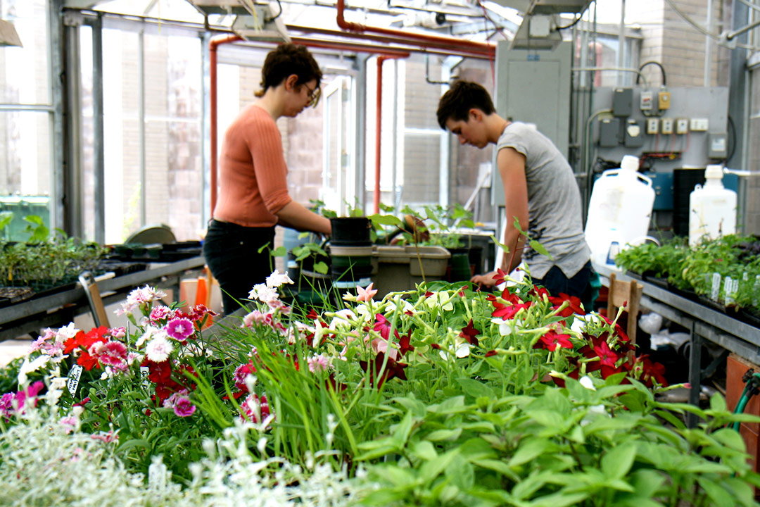 Sustainable Agriculture students working in Trent's greenhouse
