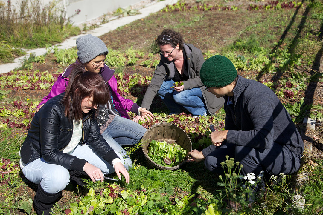 Sustainable Agriculture students working in Trent's Rooftop gardens