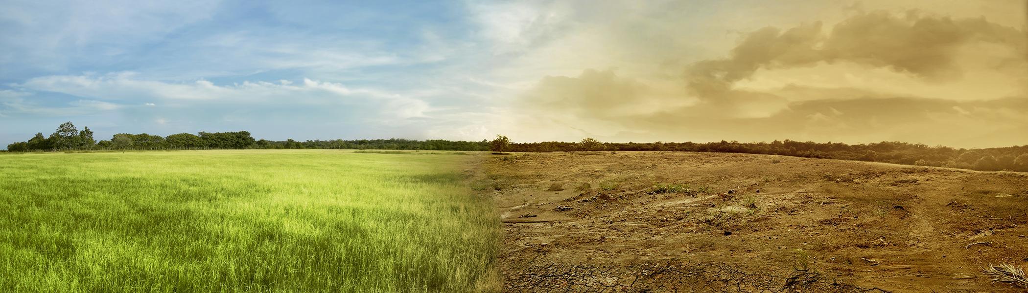 A landscape image of a green healthy field merged in the centre with a dry unhealthy field. 