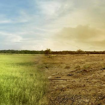 A landscape image of a green healthy field merged in the centre with a dry unhealthy field. 
